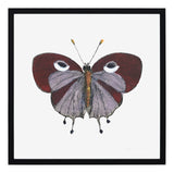 Papillon I