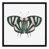 Papillon IV