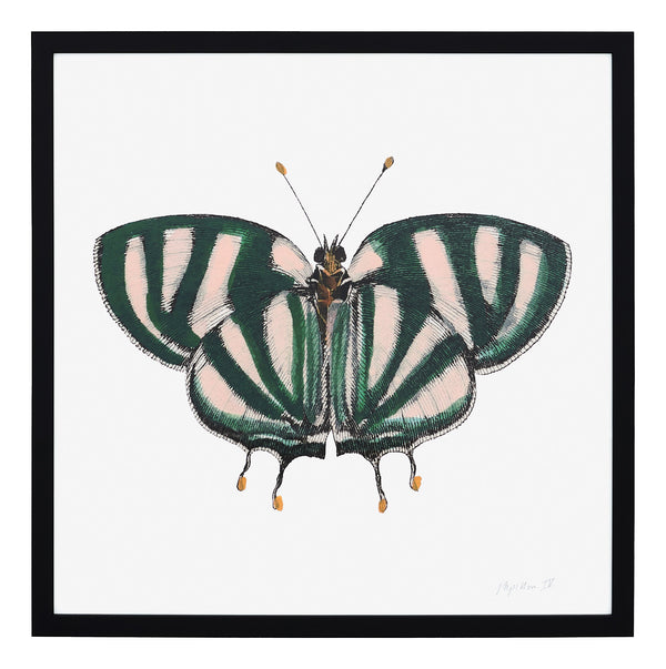Papillon IV