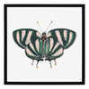 Papillon IV