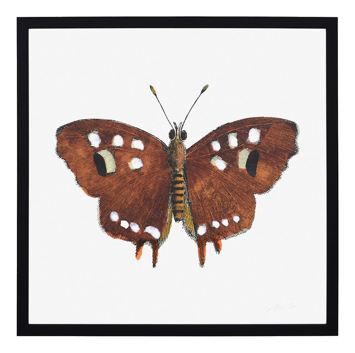 Papillon III
