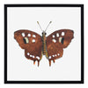 Papillon III