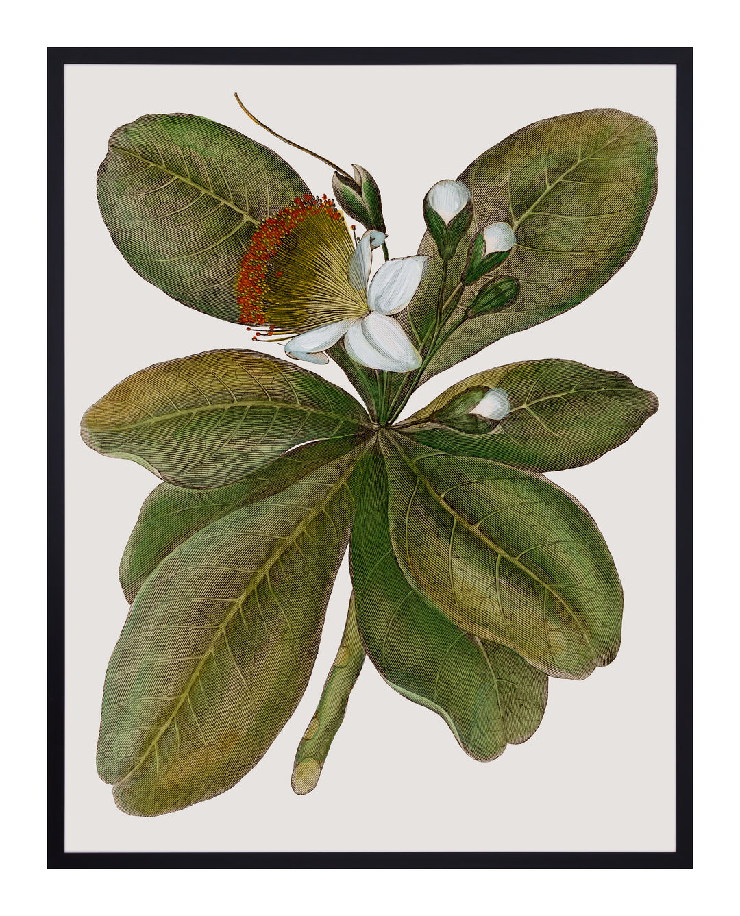 Botanique Art
