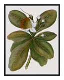 Botanique Art