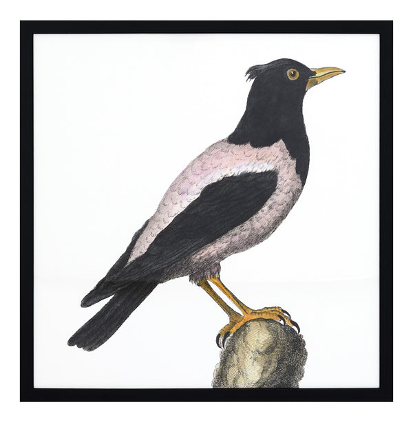Le Merle Art II