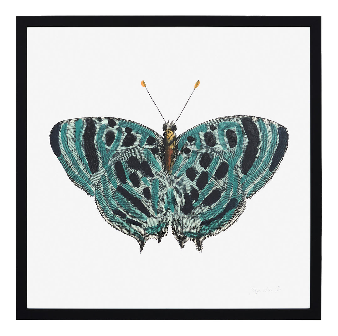 Papillon II