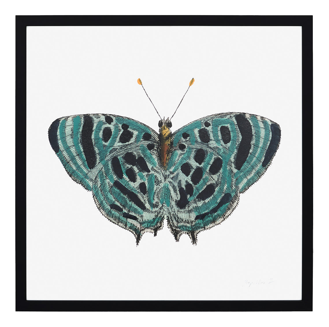 Papillon II