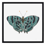 Papillon II
