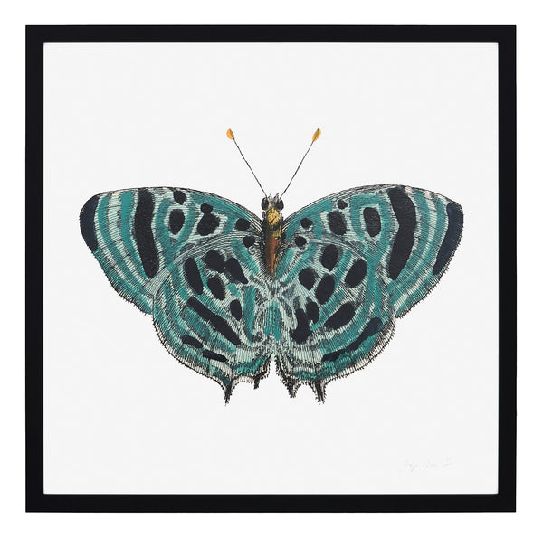 Papillon II