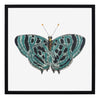 Papillon II