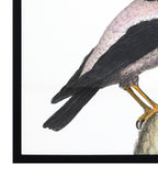 Le Merle Art II