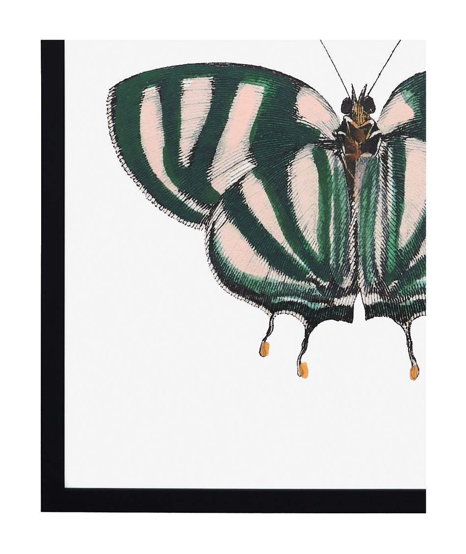 Papillon IV