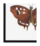 Papillon III