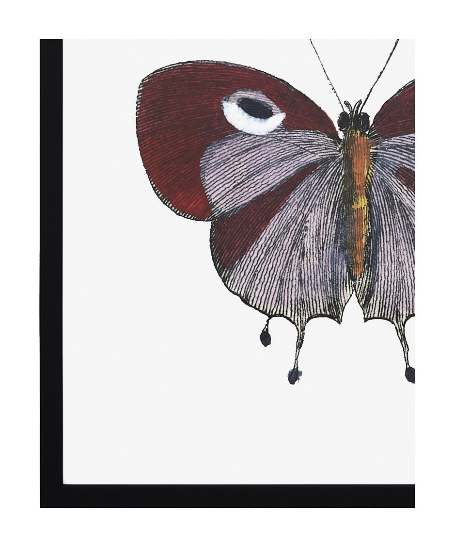 Papillon I