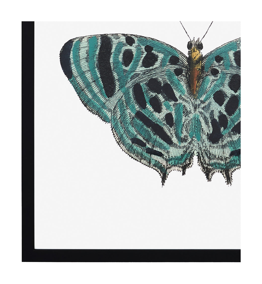 Papillon II
