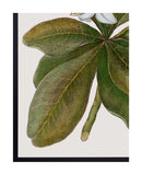 Botanique Art