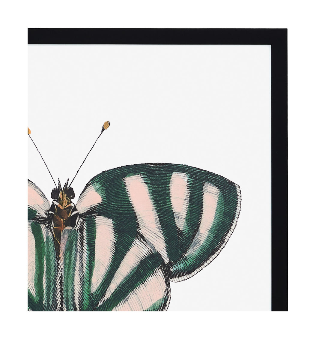 Papillon IV
