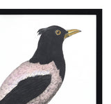 Le Merle Art II