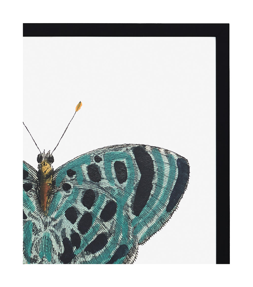 Papillon II