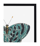 Papillon II