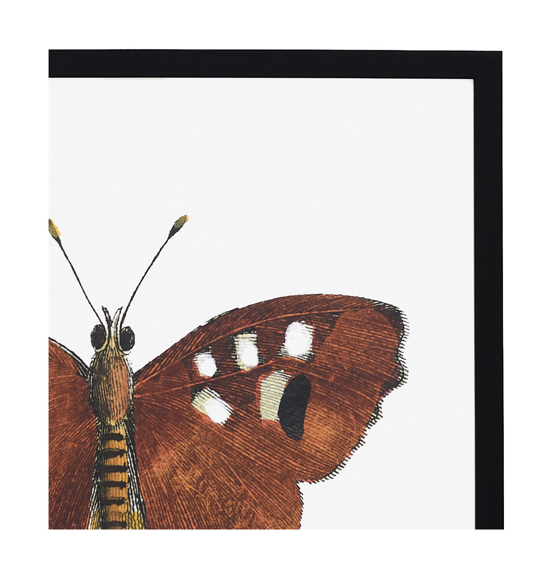 Papillon III