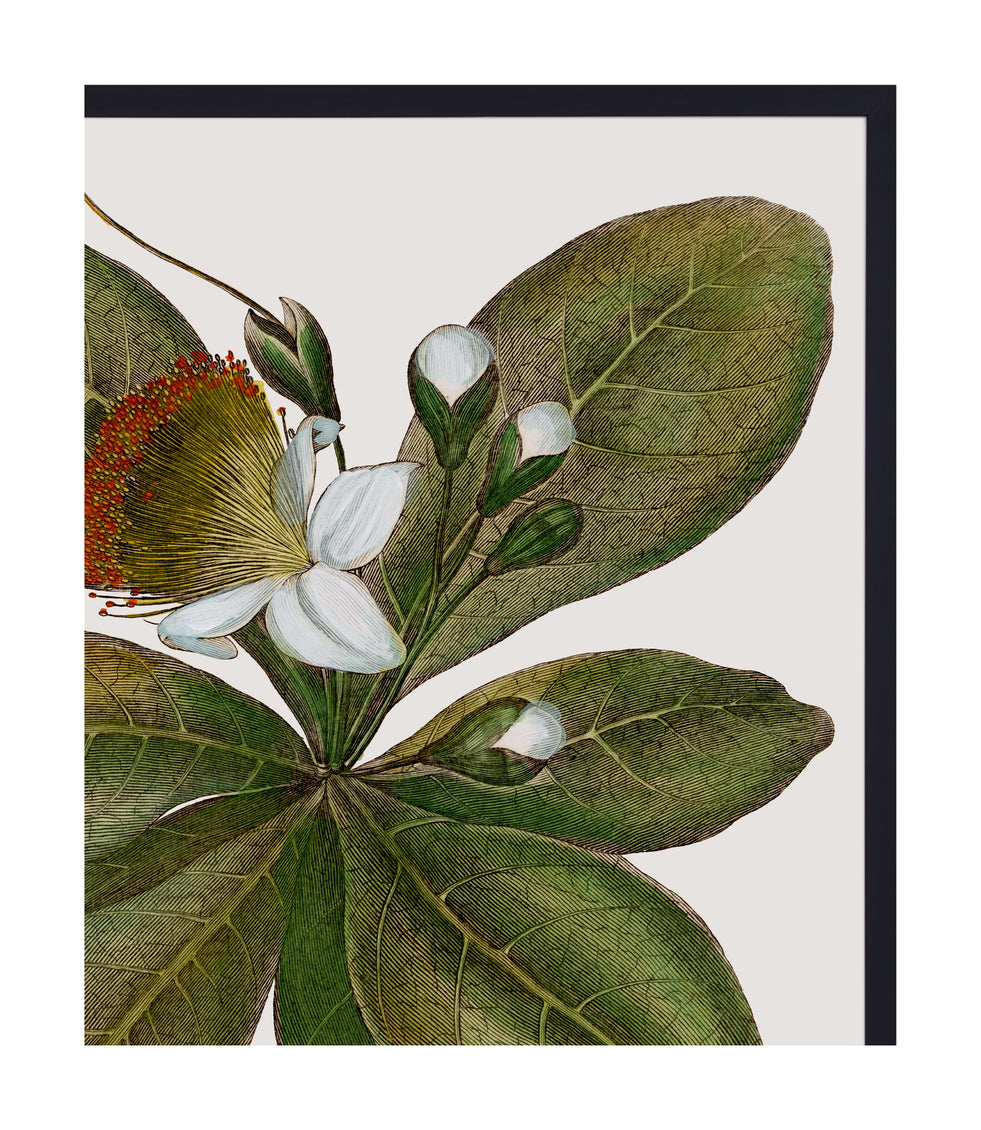 Botanique Art
