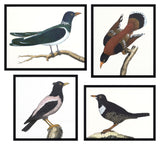 Le Merle Art II