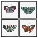 Papillon II