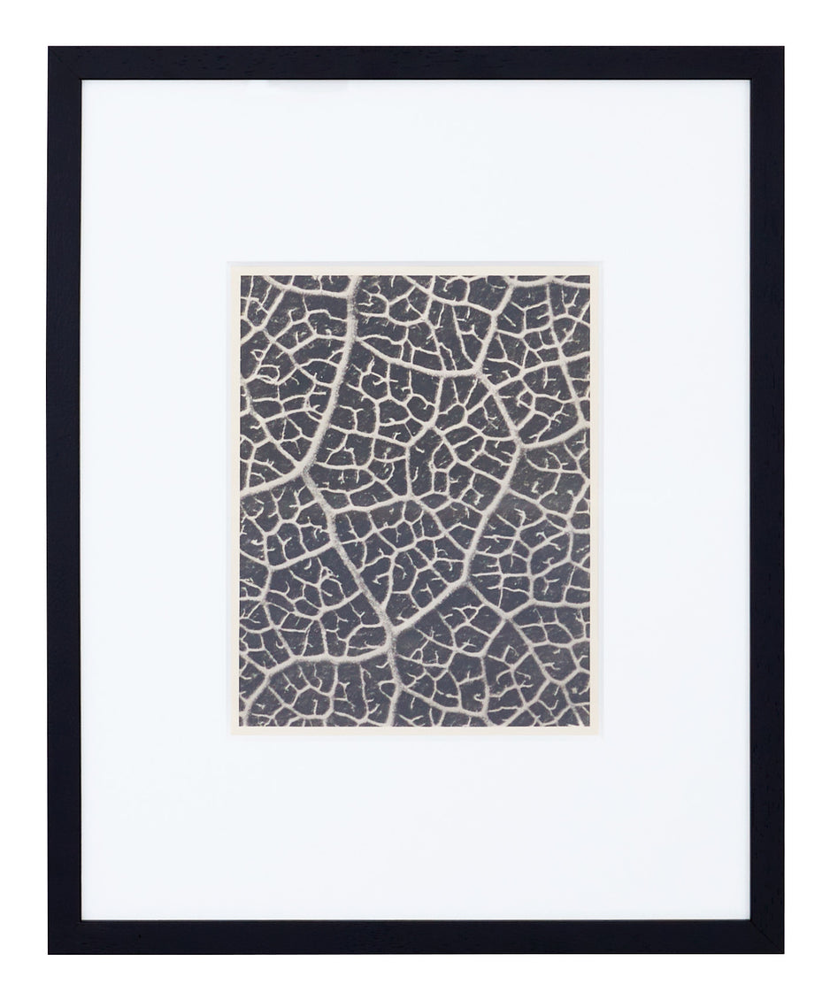 Vintage Blossfeldt Print - III