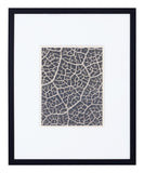 Vintage Blossfeldt Print - III