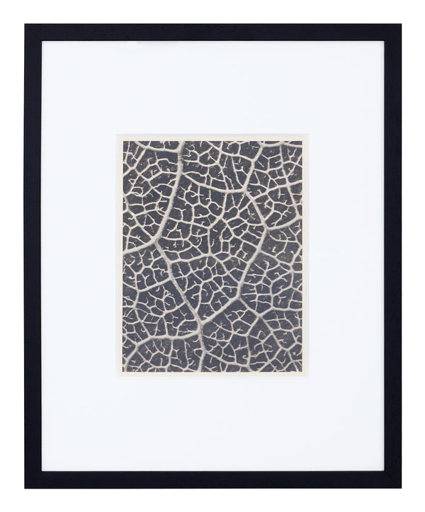 Vintage Blossfeldt Print - III