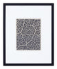 Vintage Blossfeldt Print - III