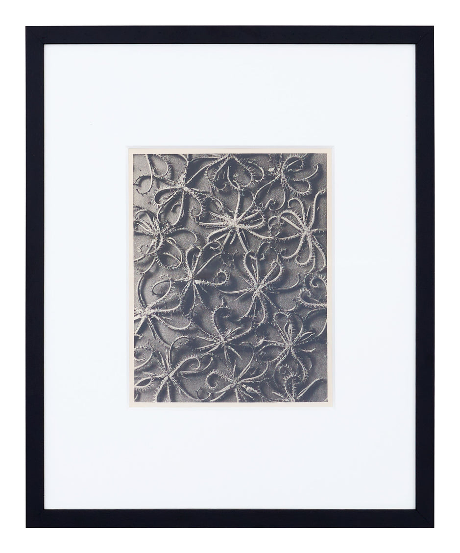 Vintage Blossfeldt Print - I
