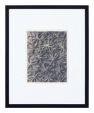 Vintage Blossfeldt Print - I
