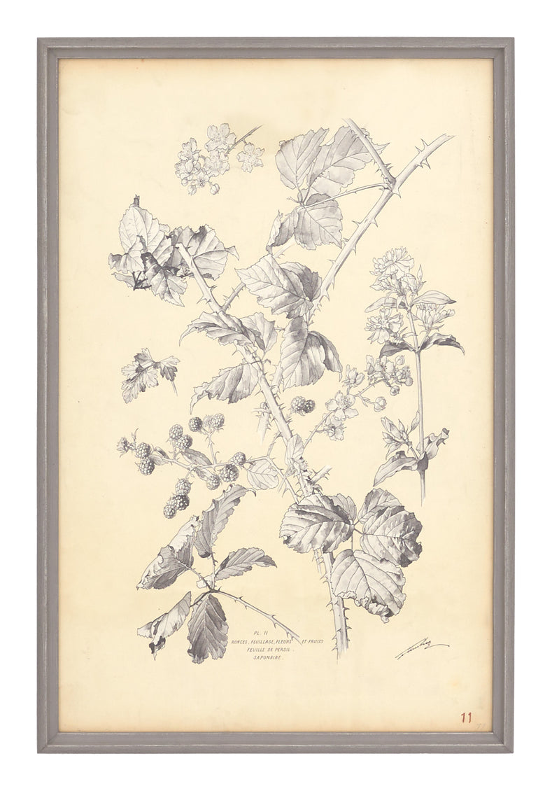 Antique Botanical Study