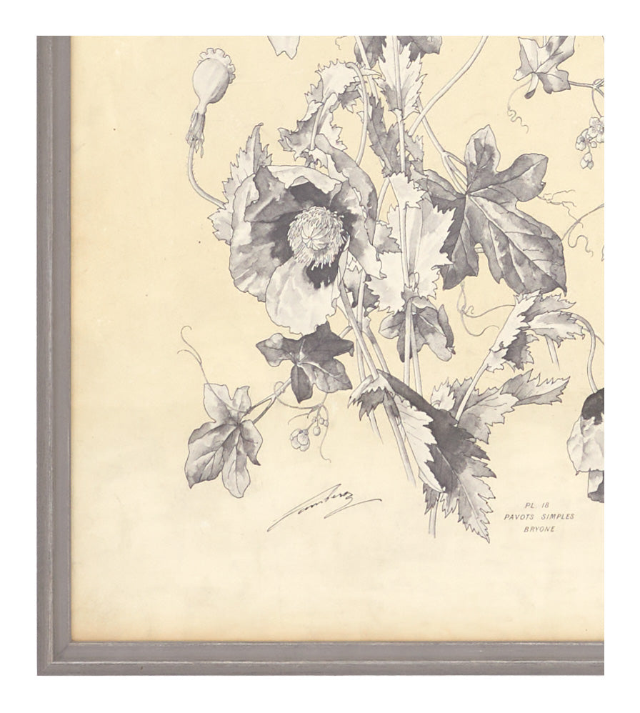 Antique Botanical Study