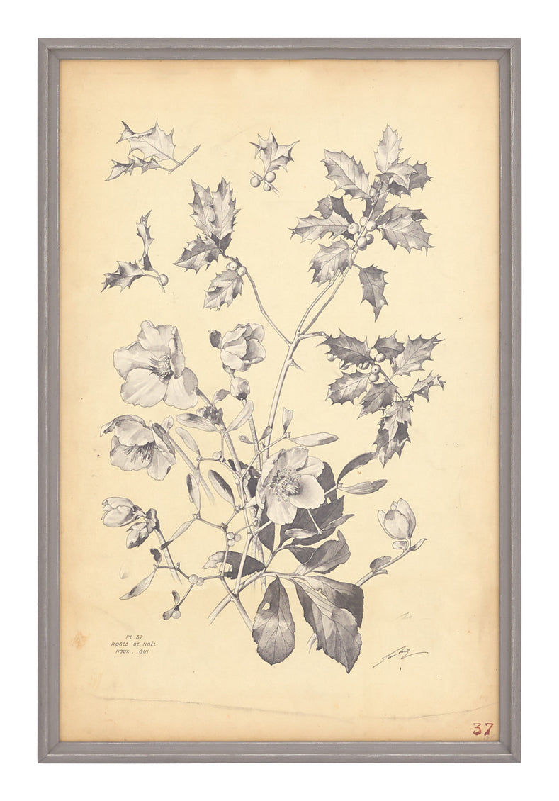 Antique Botanical Study