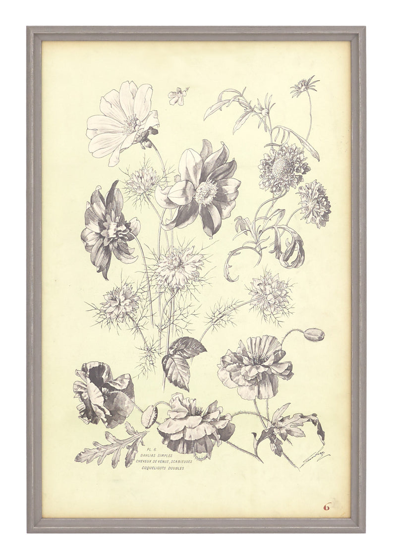Antique Botanical Study