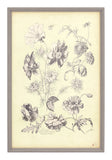 Antique Botanical Study