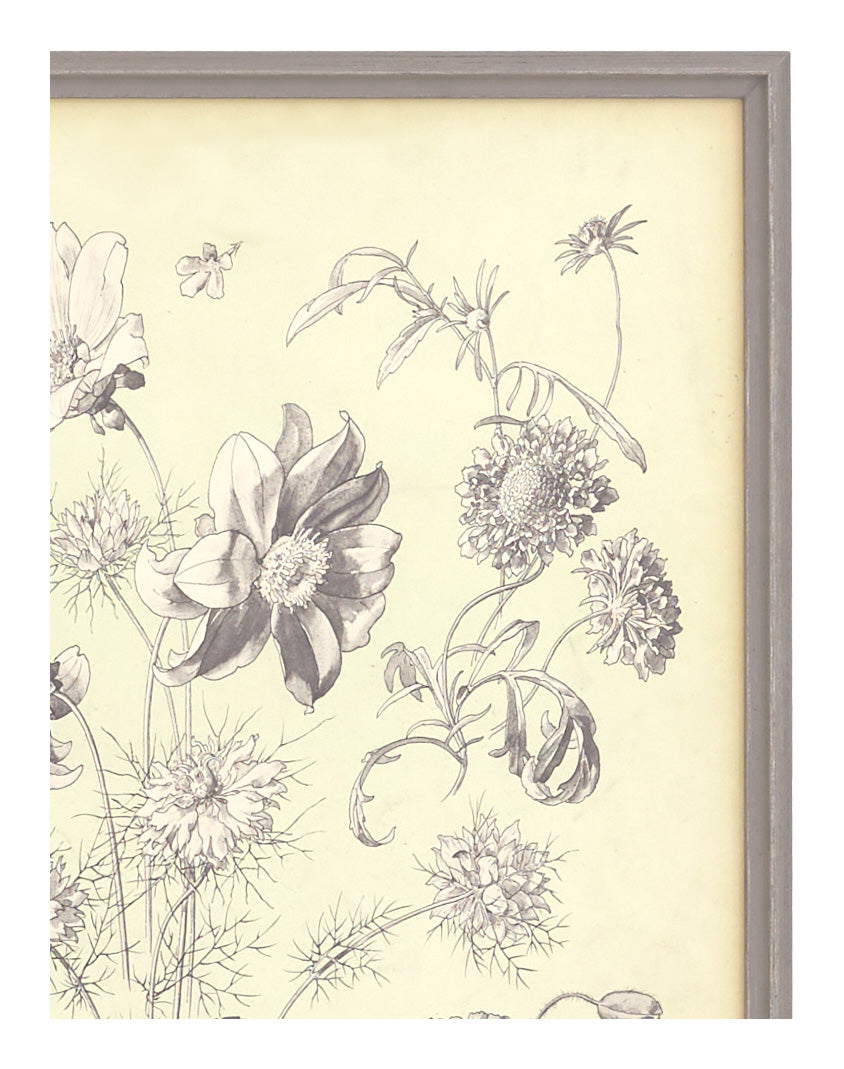 Antique Botanical Study