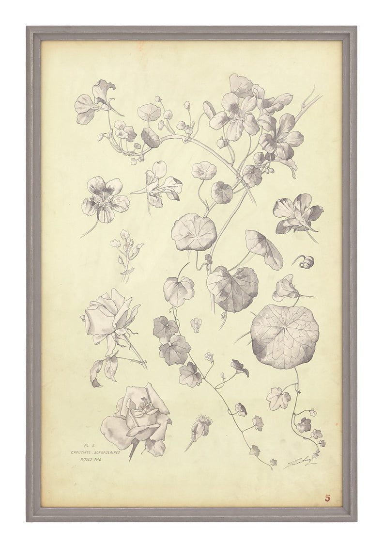Antique Botanical Study