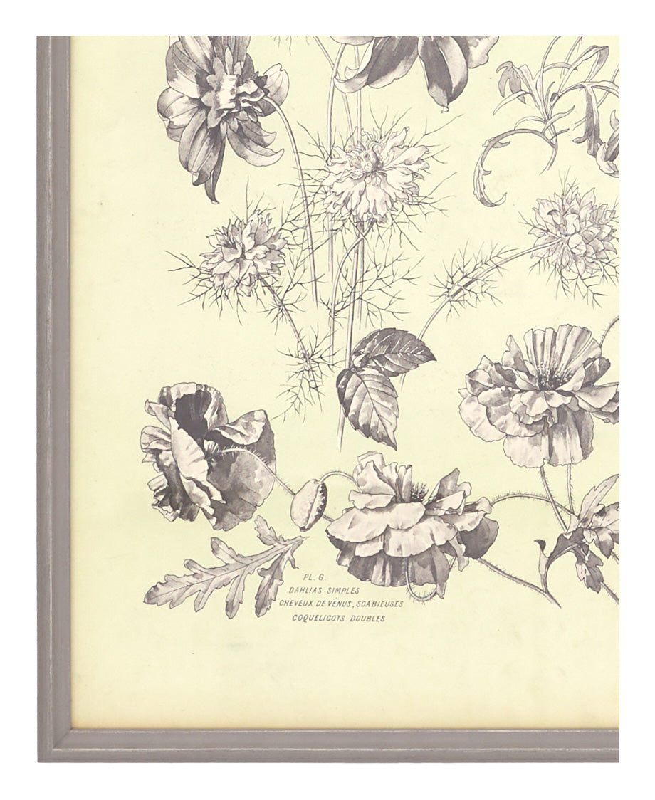 Antique Botanical Study