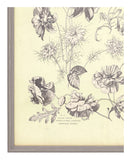 Antique Botanical Study