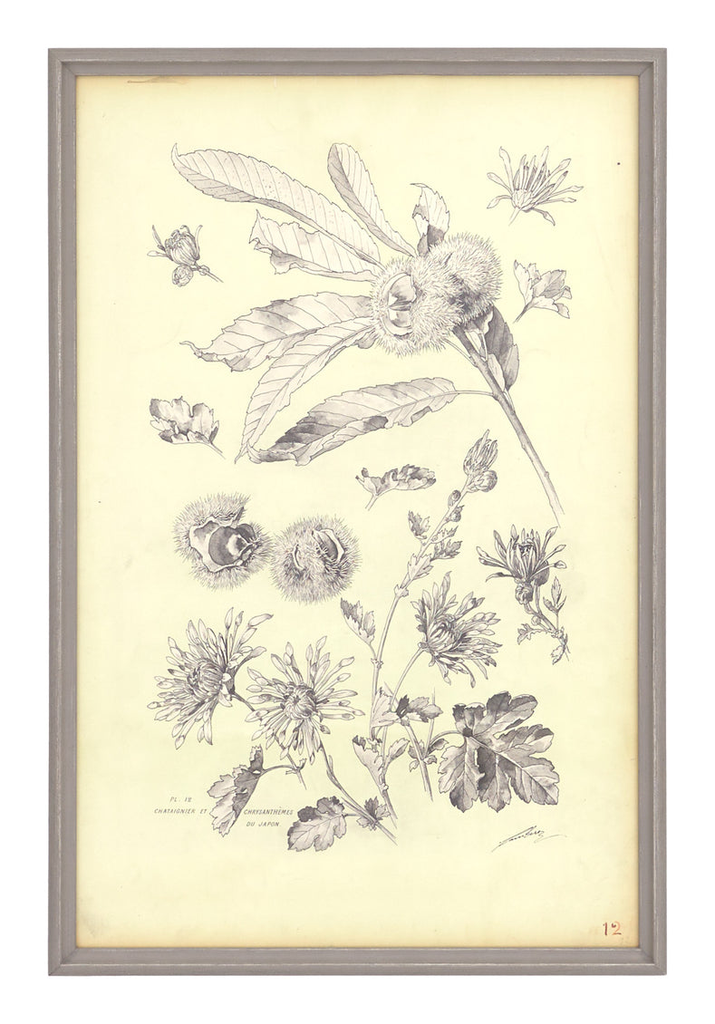Antique Botanical Study