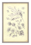 Antique Botanical Study