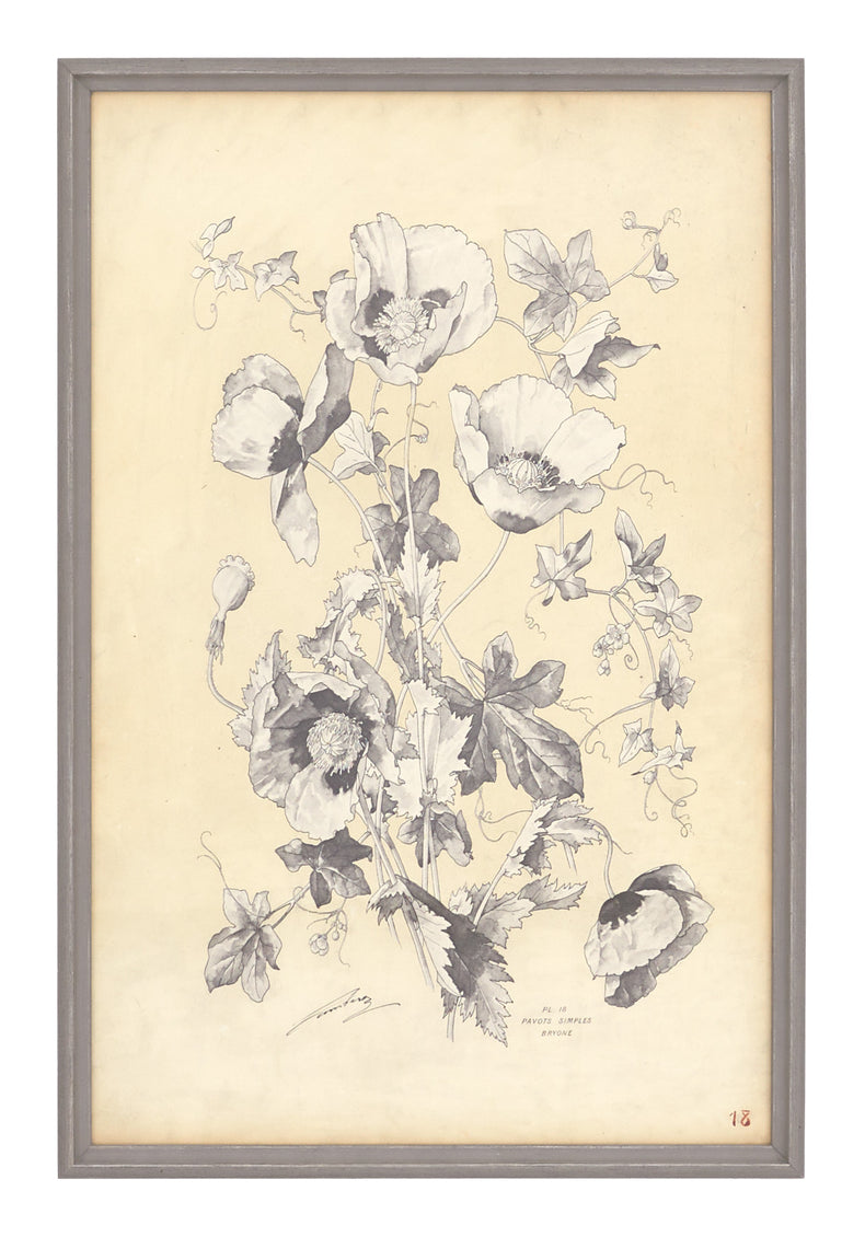 Antique Botanical Study