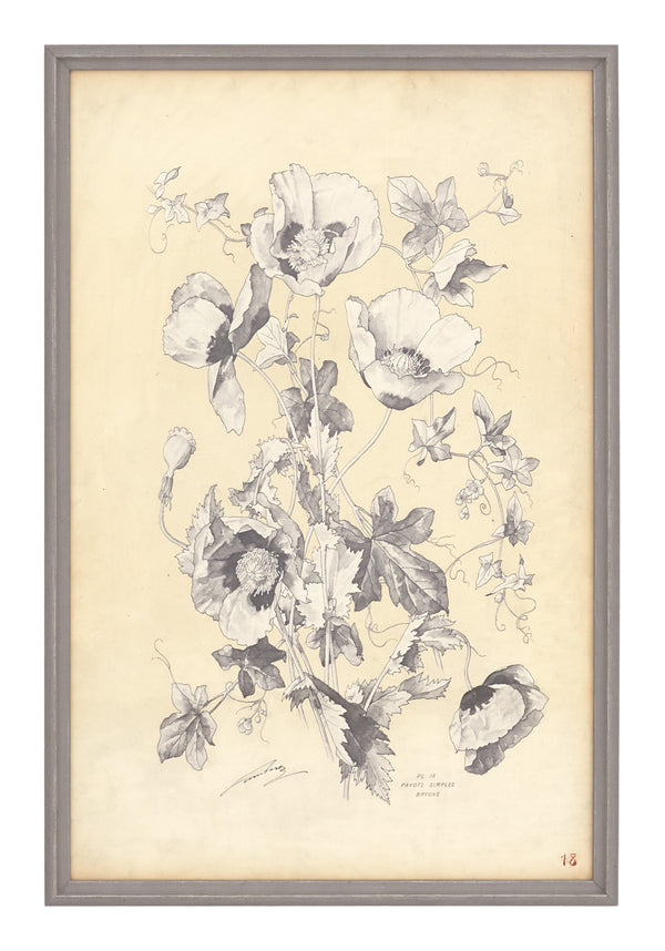 Antique Botanical Study