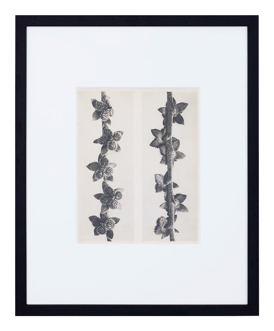 Vintage Blossfeldt Print - II