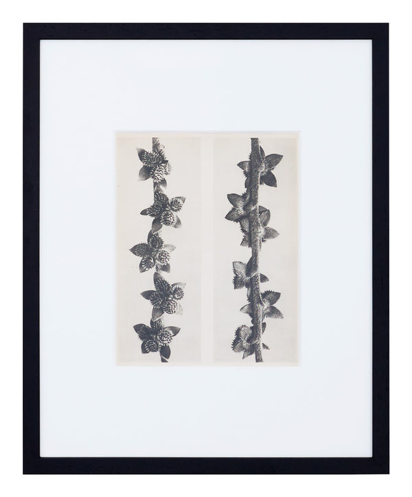 Vintage Blossfeldt Print - II