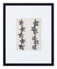 Vintage Blossfeldt Print - II